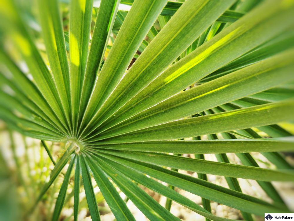 saw palmetto hair loss treatment